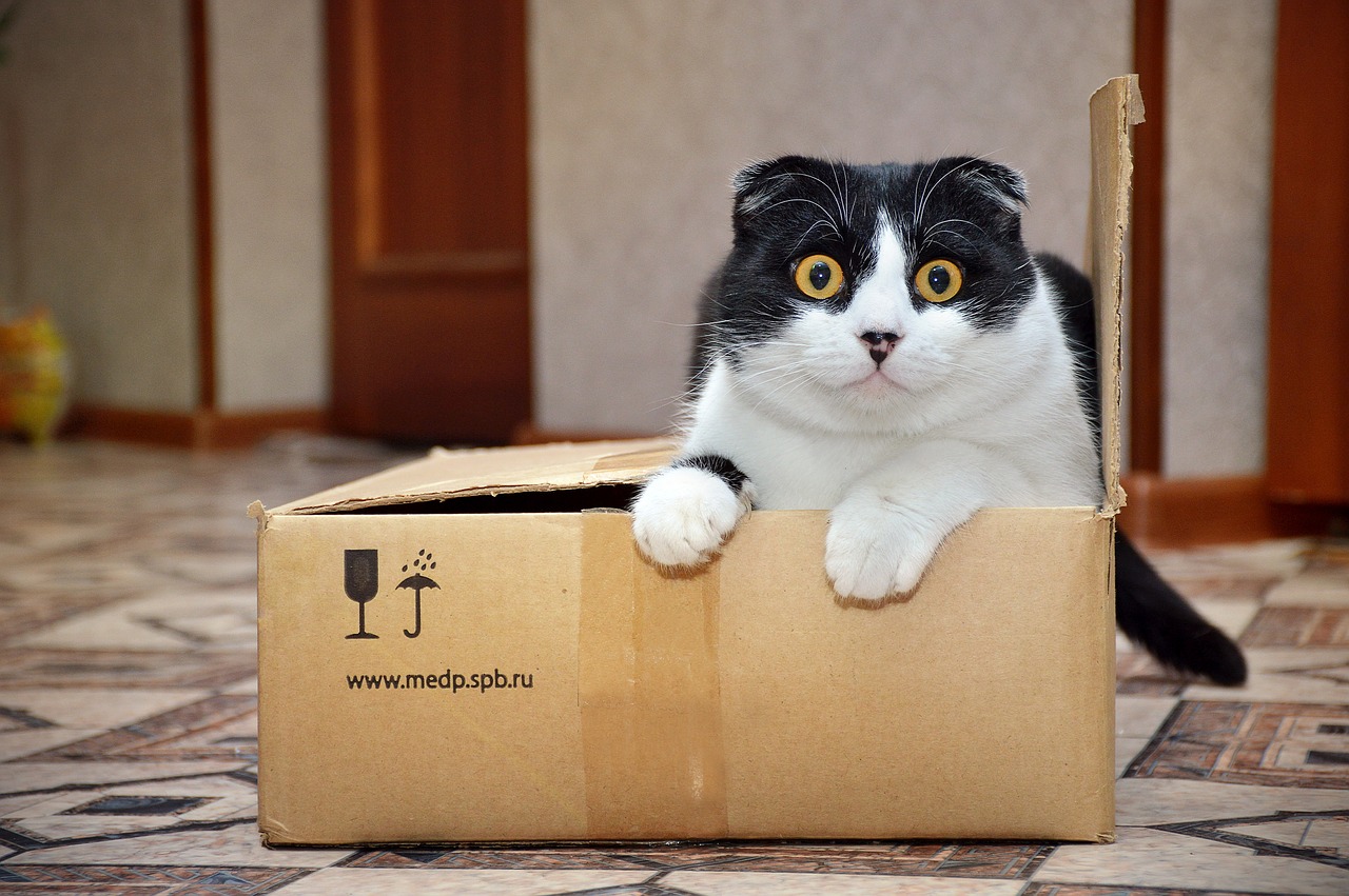 Por Qu Los Gatos Adoran Las Cajas Razones Por Las Que Su Felino