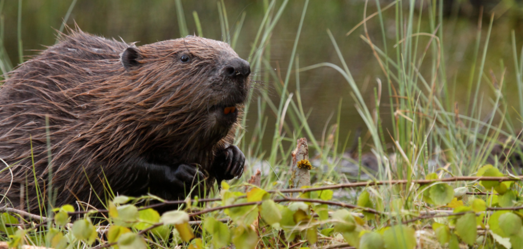 why do beavers build dams