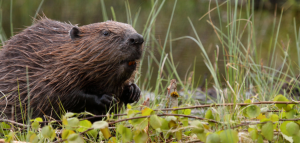 Why Do Beavers Build Dams : It's Their Instincts! | Why Do Magazine