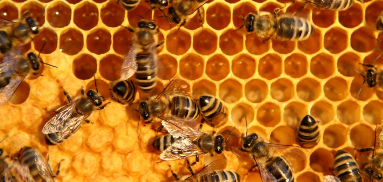 Why Do Bees Make Honey? It's Mostly Survival | Why Do Magazine