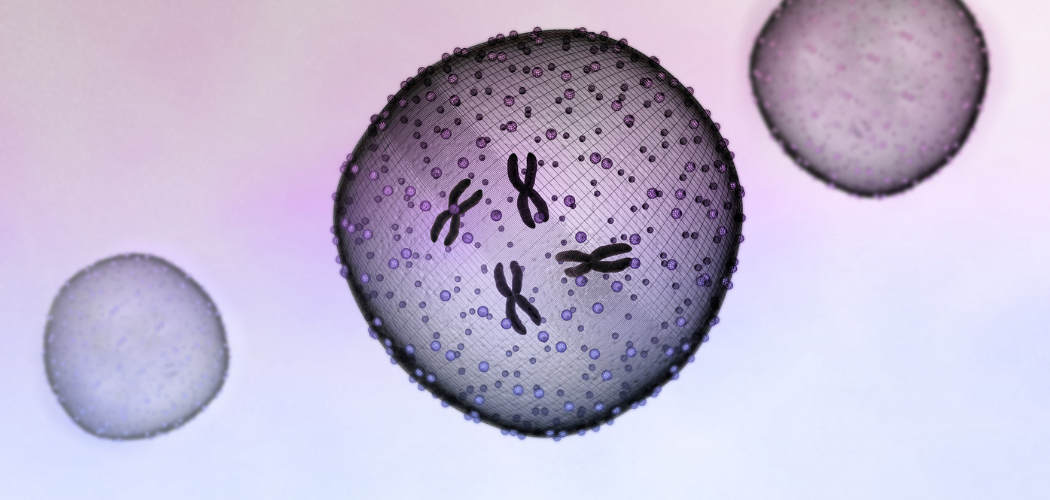 Reasons Why Cells Divide