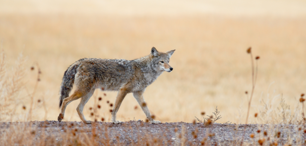 why do coyotes howl