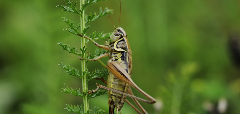 why-do-crickets-chirp-two-ways-to-stop-them-why-do-magazine