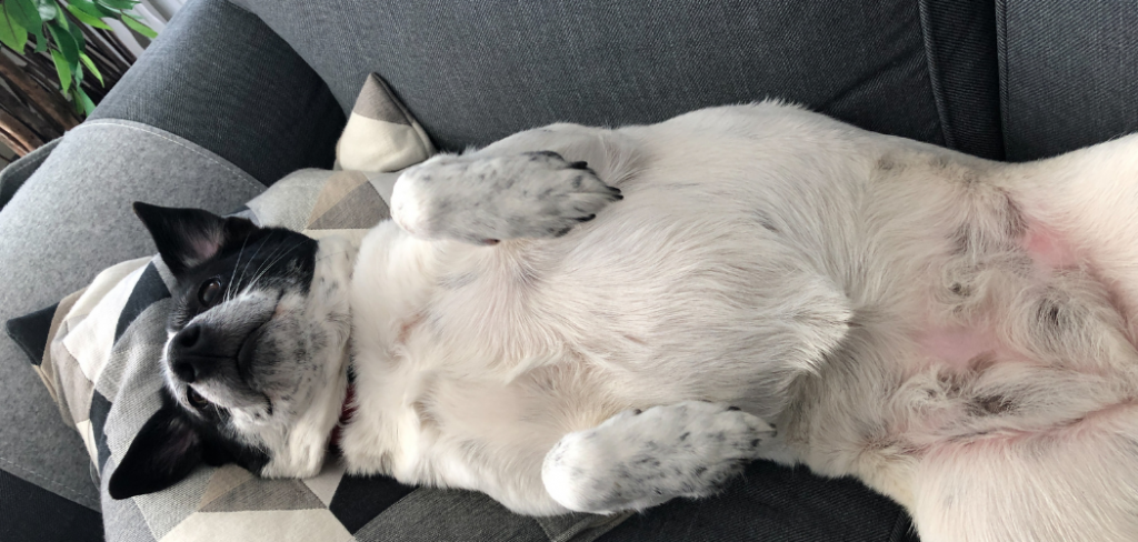 why do dogs love belly rubs