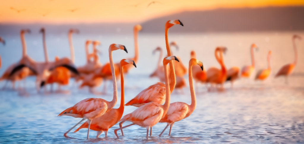 why do flamingos stand on one feet