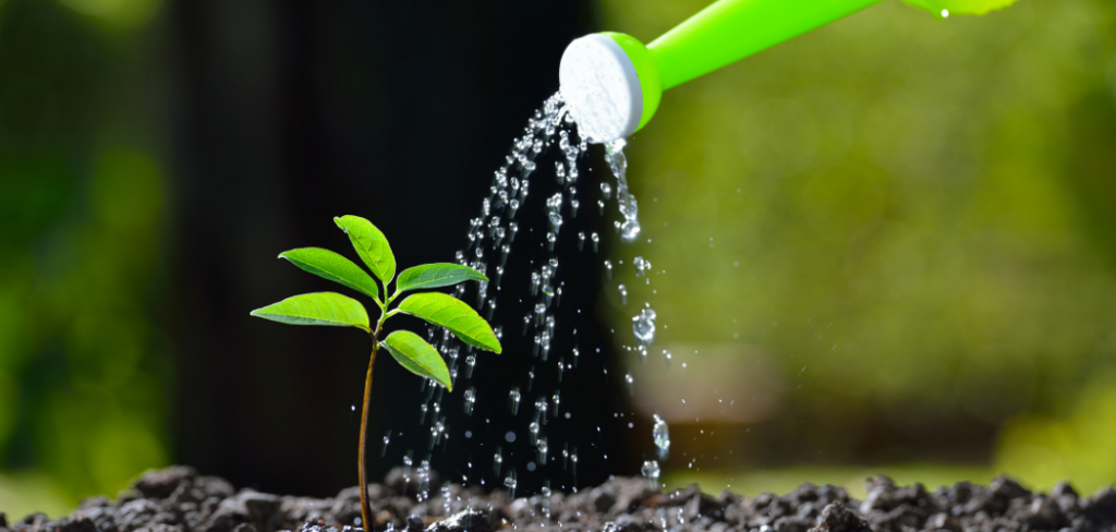 5-reasons-why-do-plants-need-water-wow