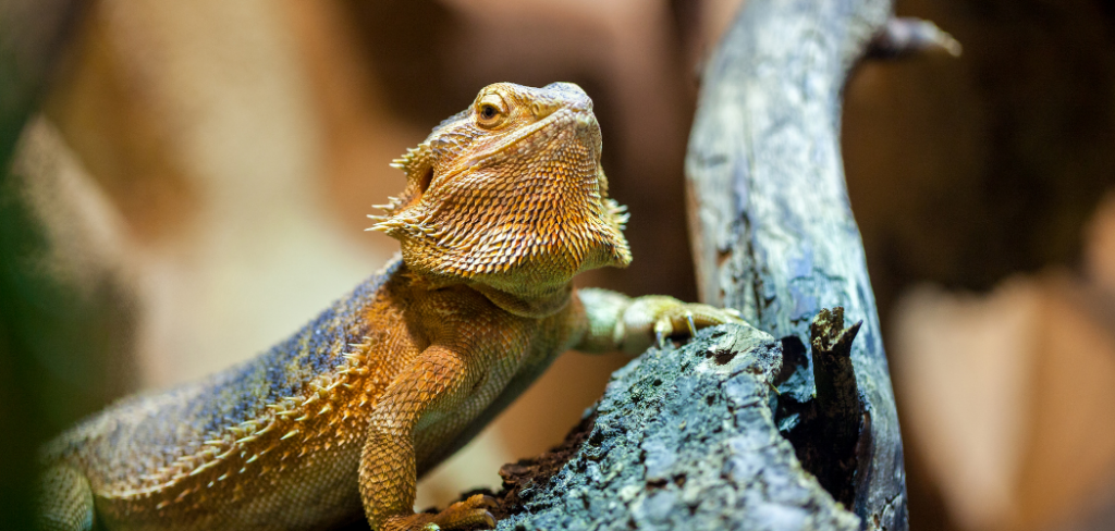 Why Do Bearded Dragons Open Their Mouths