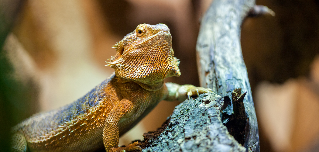 why-do-bearded-dragons-open-their-mouths-why-do-magazine