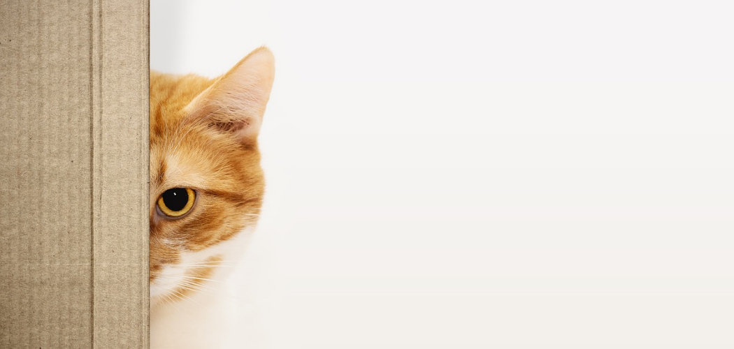 things for cats to chew on