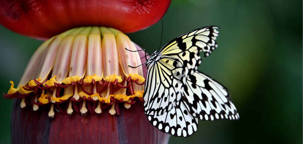 source of energy for living organisms
